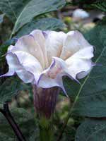 datura